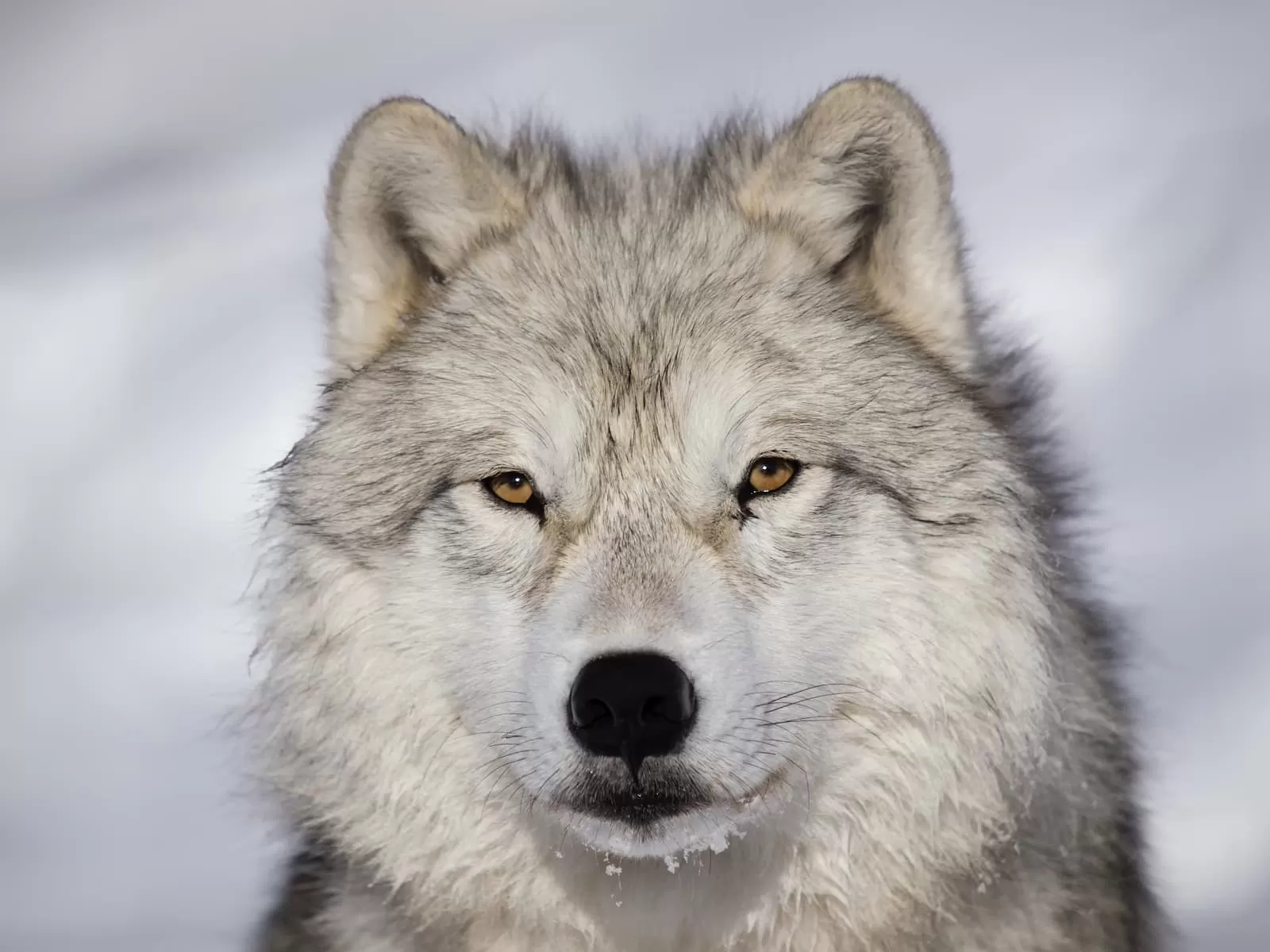 arctic wolf alfa macho primer plano lobo